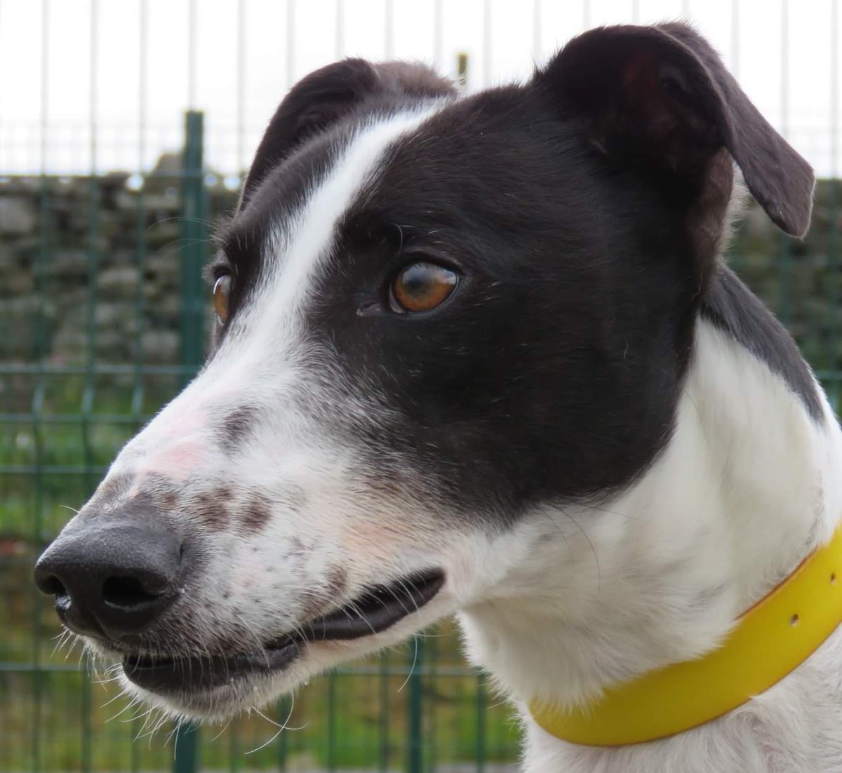 DurhamRetired's tweet photo. Loving homes needed for #casper #messi #levi #wally #foreverhomewanted #gorgeousgreys #greyhoundsofinstagram #greyhoundsmakegreatpets @SunderlandDogs https://t.co/BhpOmYu2mk