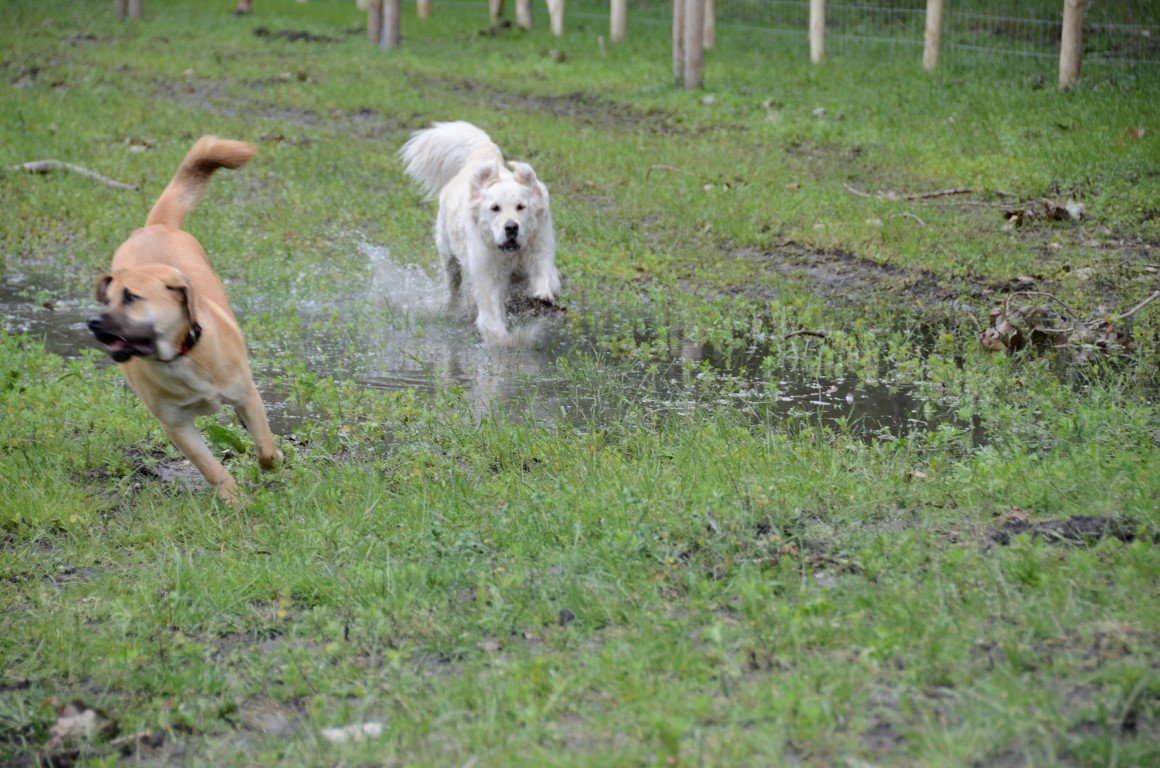 Geslaagde opening Park #LangerbruggeZuid in #GentseKanaalzone vandaag. Op onze Facebookpagina plaatsten we een album vol sfeerbeelden facebook.com/pg/VlaamseLand…
cc <a href="/GemeenteEvergem/">gemeenteevergem</a> <a href="/MathiasDeClercq/">mathias de clercq</a> <a href="/oost_vlaanderen/">Provincie Oost-Vlaanderen</a> <a href="/Stadgent/">Stad Gent</a>