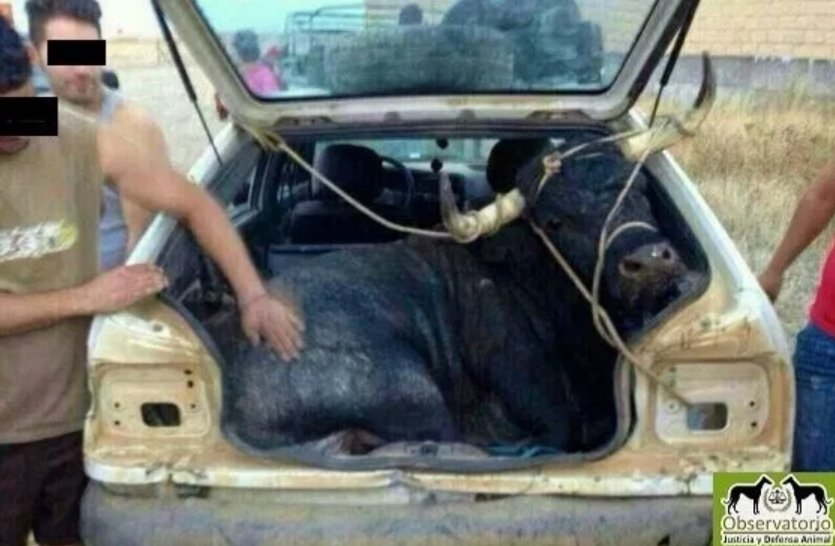 🐂 ¿Cuánta más sangre y lágrimas tienen que correr para que los políticos de este país pongan fin a esta degeneración social?

✒ "Festejando con crueldad", artículo de <a href="/NMdeLlano/">Nuria Menéndez De Llano⚖️</a>, directora del <a href="/ObservatorioJDA/">Observatorio de Justicia y Defensa Animal</a>, en <a href="/_Contrainfo/">Contrainformacion.es</a>

🗞 contrainformacion.es/festejando-con… #MaltratoAnimal
