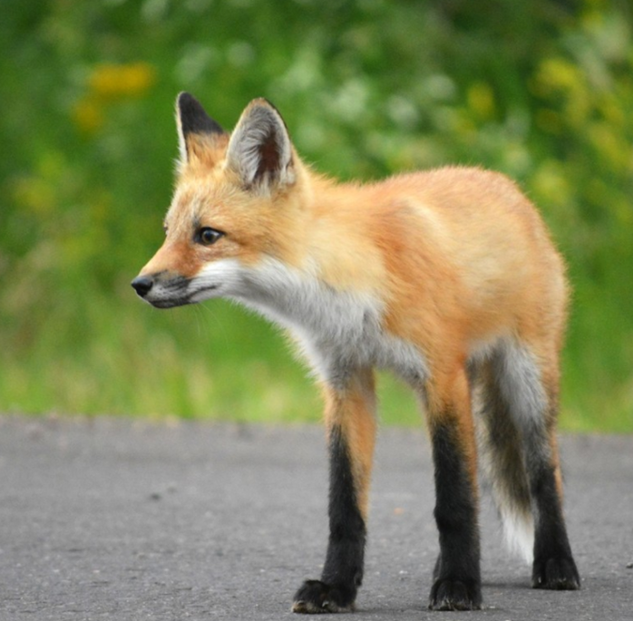 IronHorseTrail's tweet photo. Today is #NaturePhotographyDay! Let's celebrate by sharing our favourite nature photos! Drop a photo in the comments below (that you took) They don't have to be professional photos...just any nature photo you captured!  📸: Nikki Franklin https://t.co/Svi0hW93jB