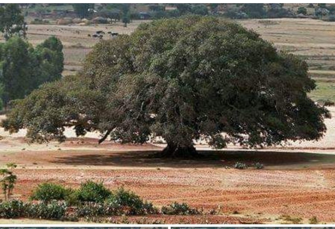 abiyprd's tweet photo. "Great #Oaks Grow from Little #Acorns" https://t.co/j9Xvw1fnzc