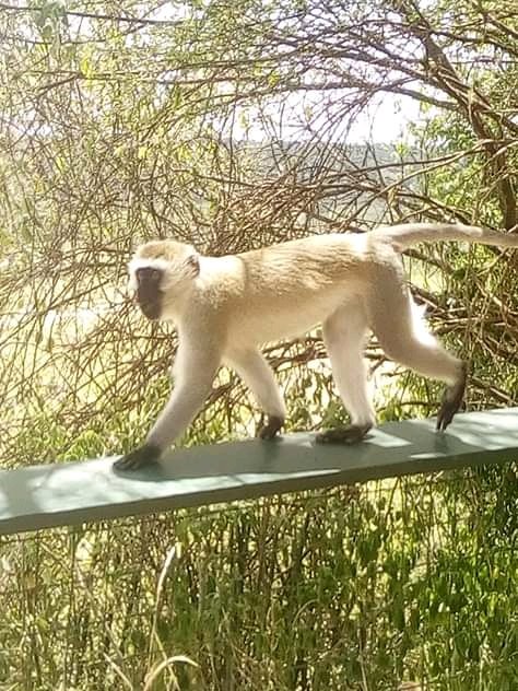 KadderNew's tweet image. Welcome Tanzania to enjoy with proffesional tour guide 
  Contacts : +255622593085
      Email : newkadder@gmail.com