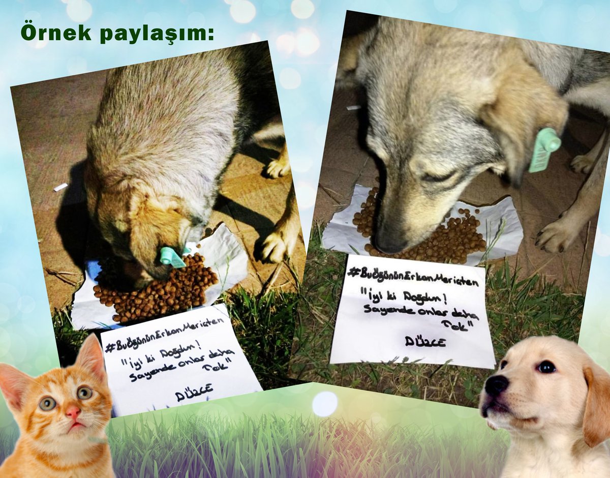 Arkadaşlar görseldeki gibi çektiğiniz resimleri bize en geç 16 Temmuz'da yollamanız gerekiyor. Katılımınız ve desteğiniz için şimdiden teşekkürler. #EMFC Ailesinin reisi <a href="/ERKANMERICC/">Erkan Meriç</a> beğenilerin için ayrıca teşekkürler 🙏🏻😍
#erkanmeriç #Erkanmeriçcandır #buöğününerkanmeriçten