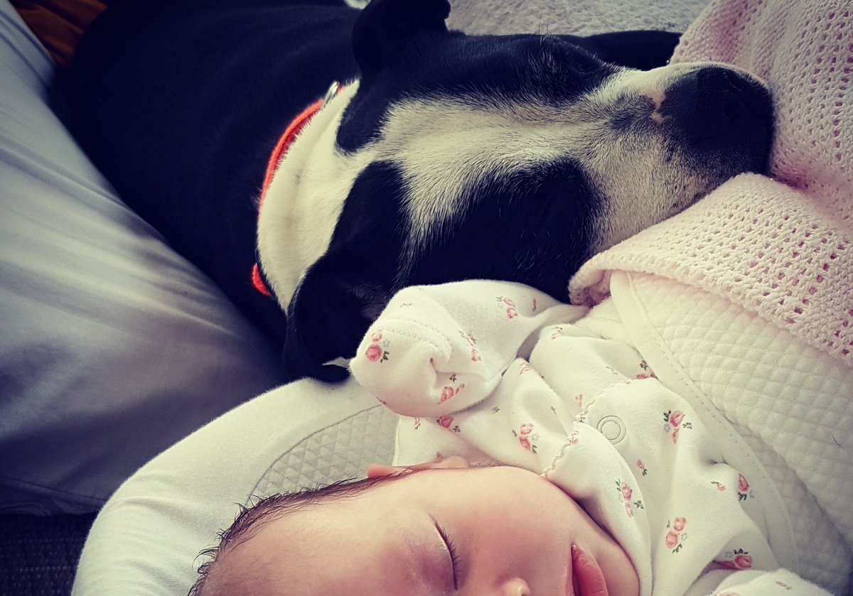 This is my happiest Saturday EVER !! Snuggles with my new bestie in the world #StaffieSaturday #dogsoftwitter #dogs #fursister #tinyhuman #staffie #staffielove @Staffie_Lovers