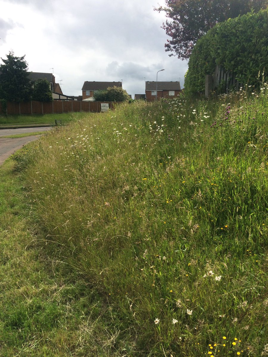 shotbert's tweet image. Massive well done to @StevenageBC for leaving the verges uncut full of Ox eyed daisy, knapweed etc lots of bees 🐝 around @Love_plants
