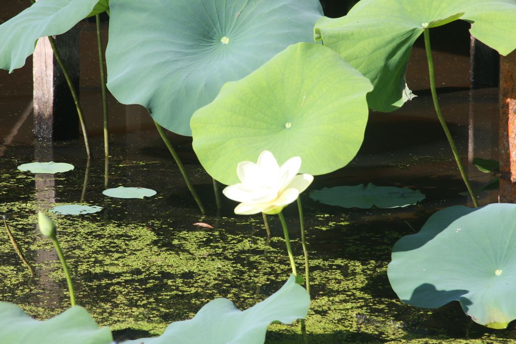 TxWRI's tweet photo. June 15 is Nature Photography Day. At TWRI, our Water Team members provide us with many of nature photos while helping make every drop count! 📸 : Lucas Gregory, Senior Research Scientist. See more: https://t.co/uAHlYvDkNN #naturephotographyday #photography #TWRI #txwater #caddo https://t.co/qLCk6WVnIp