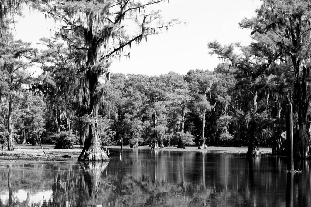 TxWRI's tweet photo. June 15 is Nature Photography Day. At TWRI, our Water Team members provide us with many of nature photos while helping make every drop count! 📸 : Lucas Gregory, Senior Research Scientist. See more: https://t.co/uAHlYvDkNN #naturephotographyday #photography #TWRI #txwater #caddo https://t.co/qLCk6WVnIp