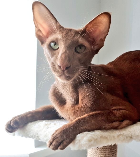 jolenehunter's tweet image. Practicing #MindControlTechniques -  this expression got me #Ham #WheresWalter🐒💚 #TeamDiablo #CatsOfTwitter #CaturdayFace @Diablo_Siamese