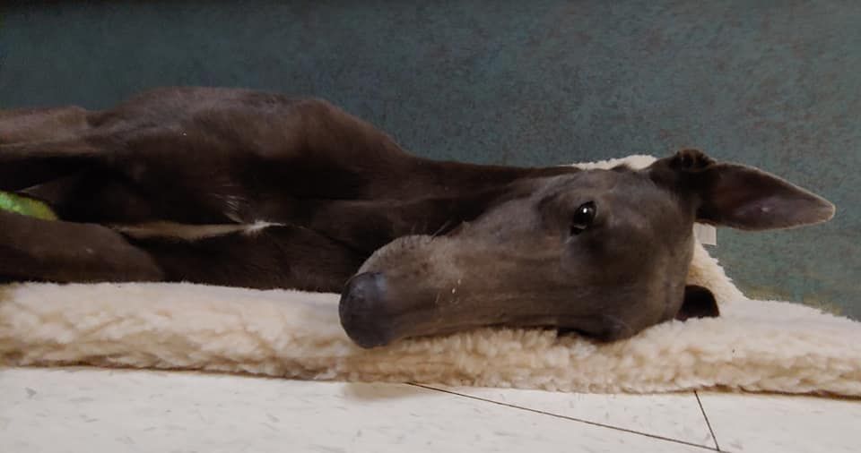 GaltxOrg's tweet image. 💙 Sapphire is a young beauty that came to the GALT family from a cruelty seizure in West Texas. She will be available once she recovers from Ehrlichia Canis. galtx.org/hounds/sapphir… Please keep in mind we have a wait list for cat safe and only dog hounds. #greyhounds #vetbills