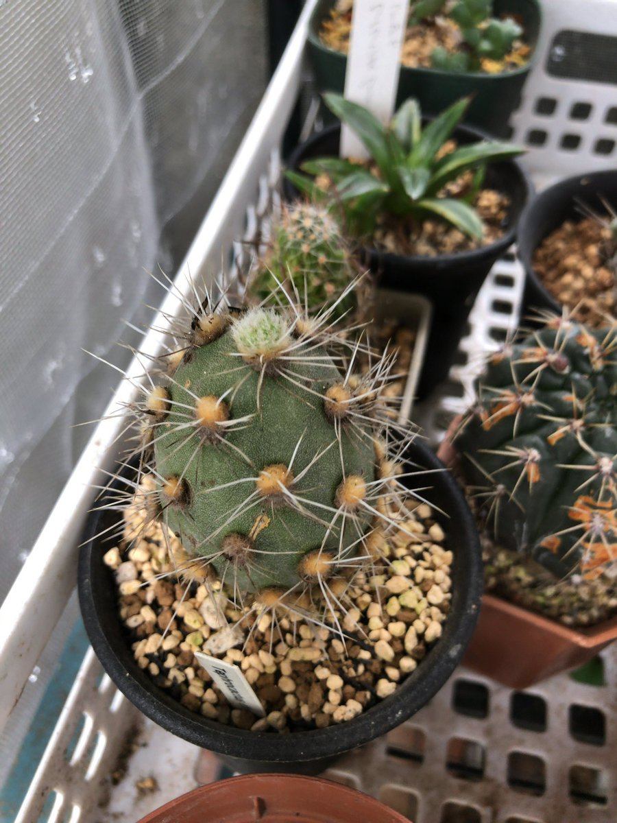 kabutoganijon1's tweet photo. Tephrocactus dimorphus
テフロカクタス ジモルファス
鵞鳥和尚
チリ🇨🇱 ペルー🇵🇪出身
鵞鳥和尚のてっぺんがムズムズしている。🙄
是非、鵞鳥和尚の名前の由来を知りたい。
#多肉植物 #サボテン #Succulent #Cactus
#Tephrocactus #dimorphus
#テフロカクタス #ジモルファス
#鵞鳥和尚 https://t.co/BHrbAw7duc