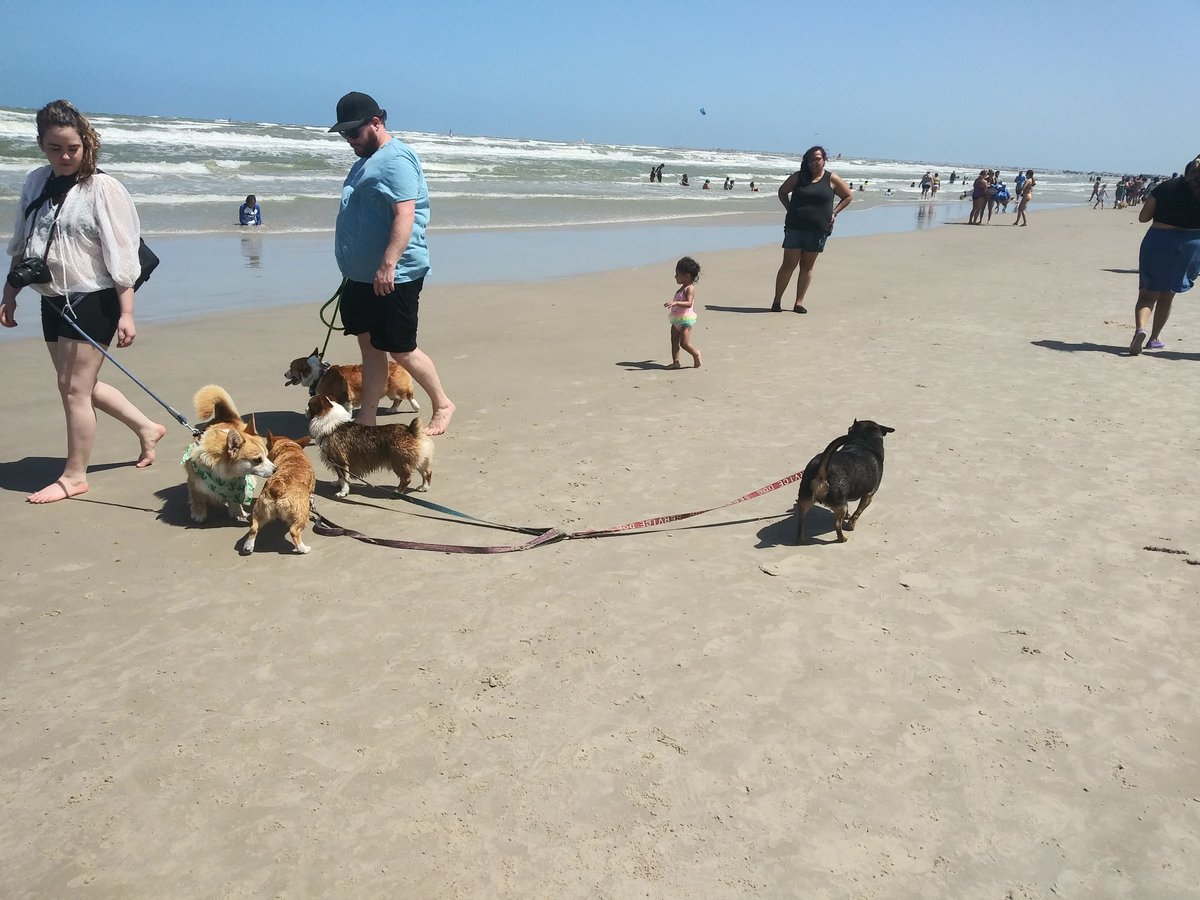 Womanateee's tweet image. #CorgiCon #CorpusChristi