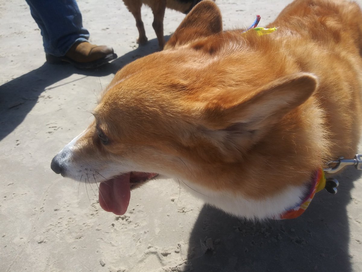 Womanateee's tweet image. #CorgiCon #CorpusChristi