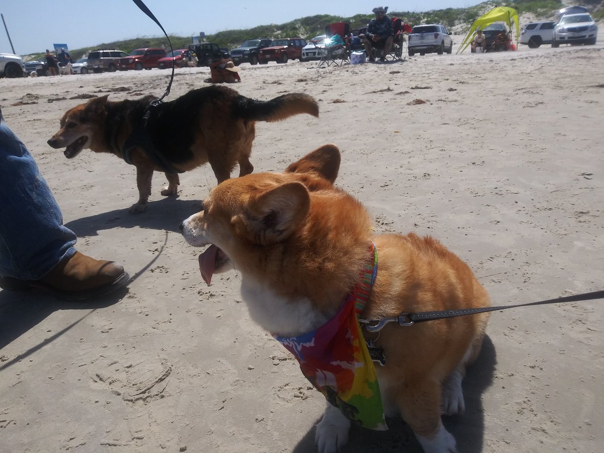 Womanateee's tweet image. #CorgiCon #CorpusChristi