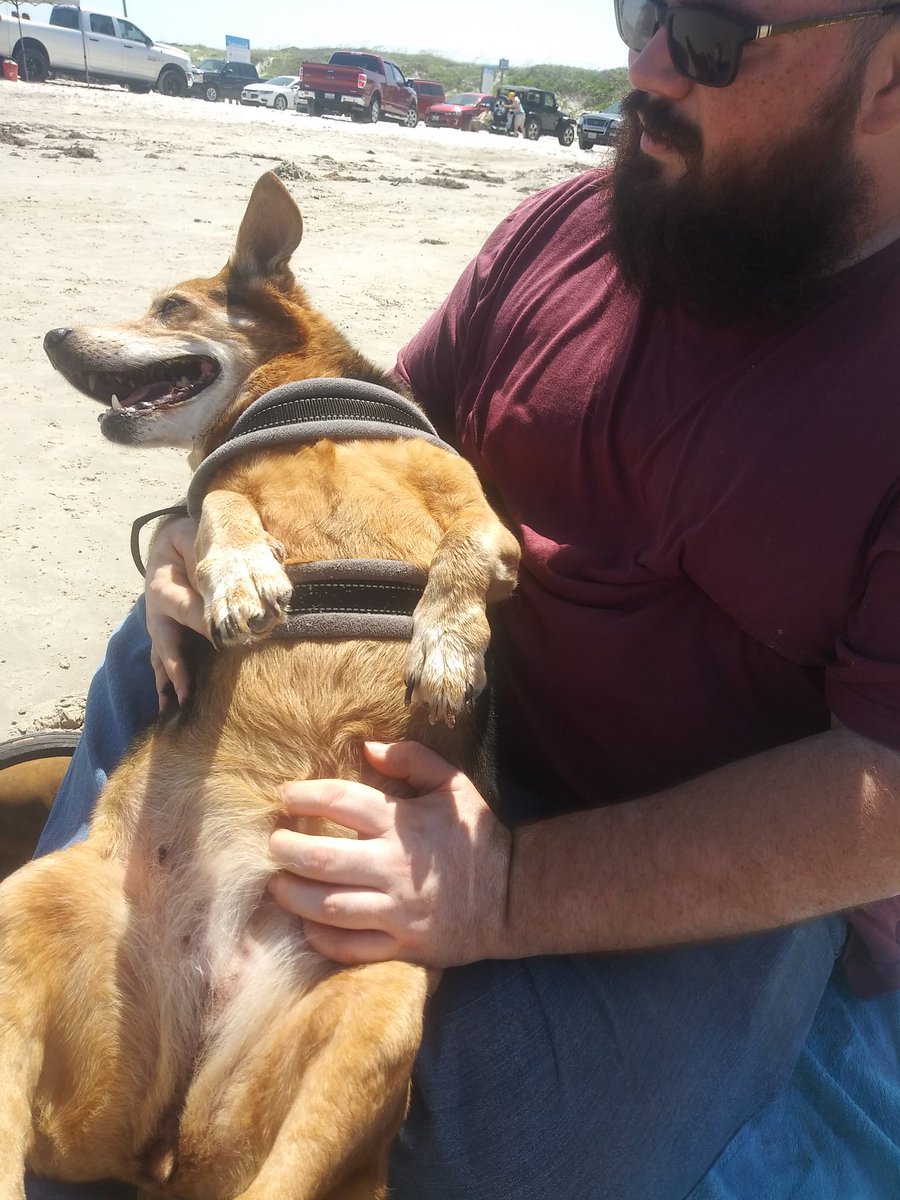 Womanateee's tweet image. #CorgiCon #CorpusChristi