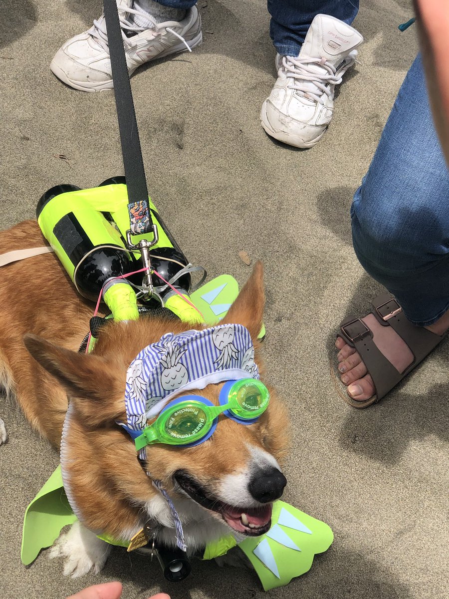 medfly70's tweet image. How was your morning? Mine was great. #corgicon