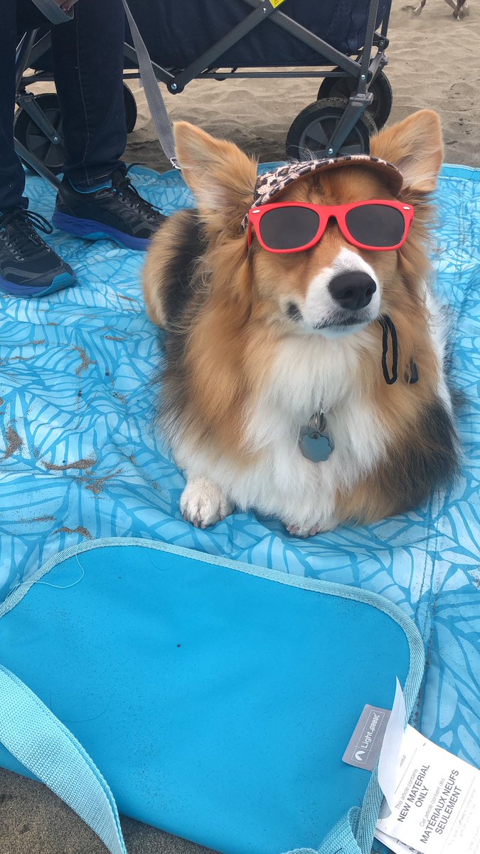 medfly70's tweet image. How was your morning? Mine was great. #corgicon