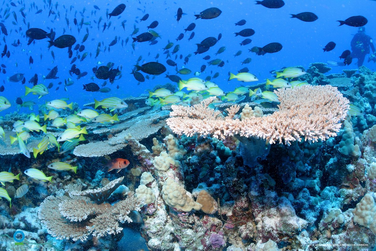 ConservationOrg's tweet photo. The coral reefs found in Papahānaumokuākea–truly the rainforests of the sea–are home to over 7,000 marine species. Today, Papahānaumokuākea Marine National Monument celebrates its 13th birthday, RT to support critical marine protected areas. #BlueParks #MonumentsForAll #BigOcean https://t.co/xvYN60xObu
