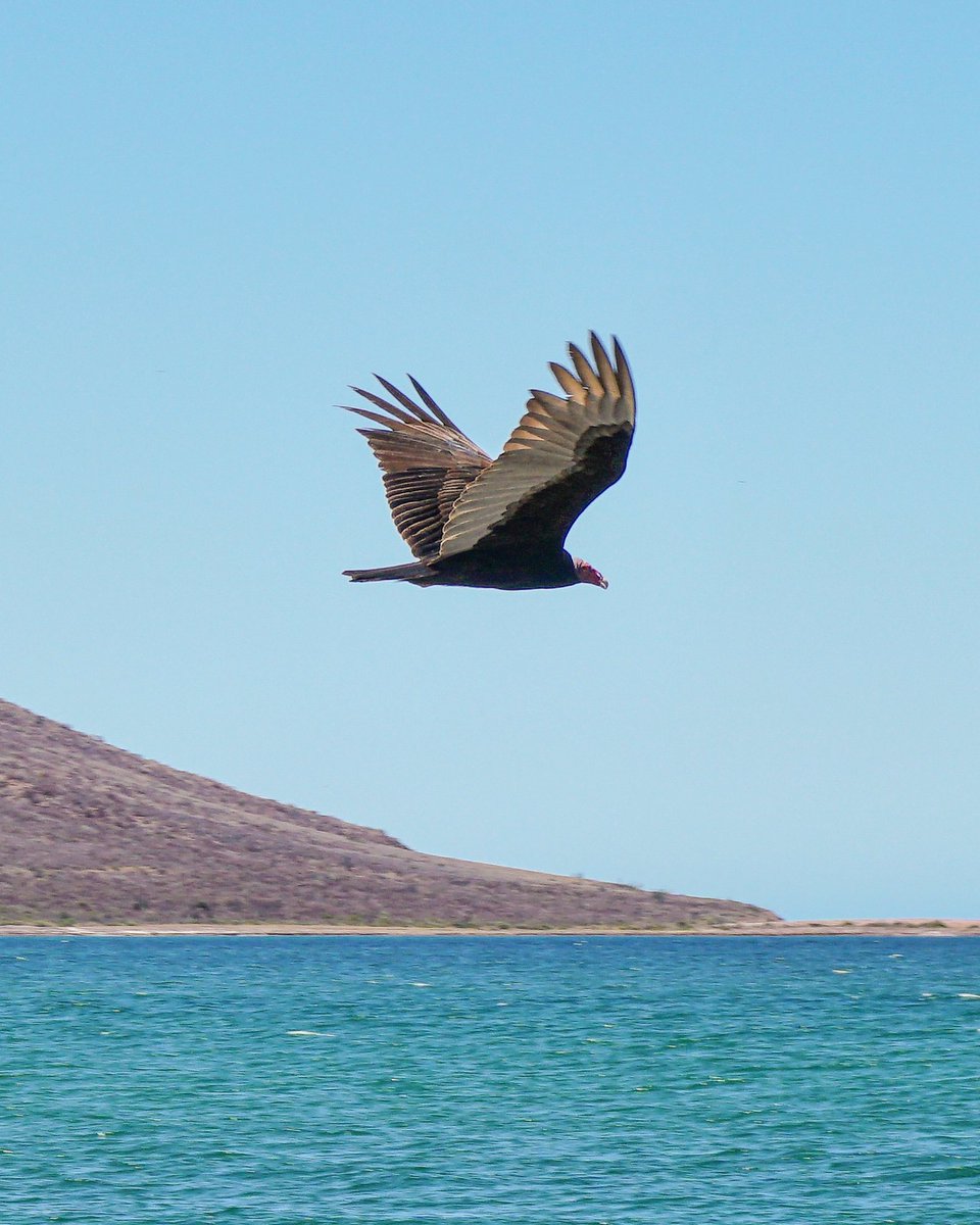 patys_fuckworld's tweet photo. ¿Cuántos paisajes diferentes verá un ave al día? 🤩

Tomé esta foto en #SanCarlos, Sonora mientras esta criaturita se divertía sobrevolando el mar azul del lugar. 📸 https://t.co/gbhXyWRzHC