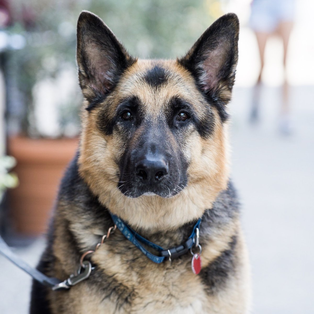 thedogist's tweet photo. Griffin, German Shepherd (8 y/o), 6th &amp; King St., New York, NY • “He’s a retired Seeing Eye dog. If someone looks at him admiringly he’ll go over and put his head on them.” https://t.co/gwJnee1Okg