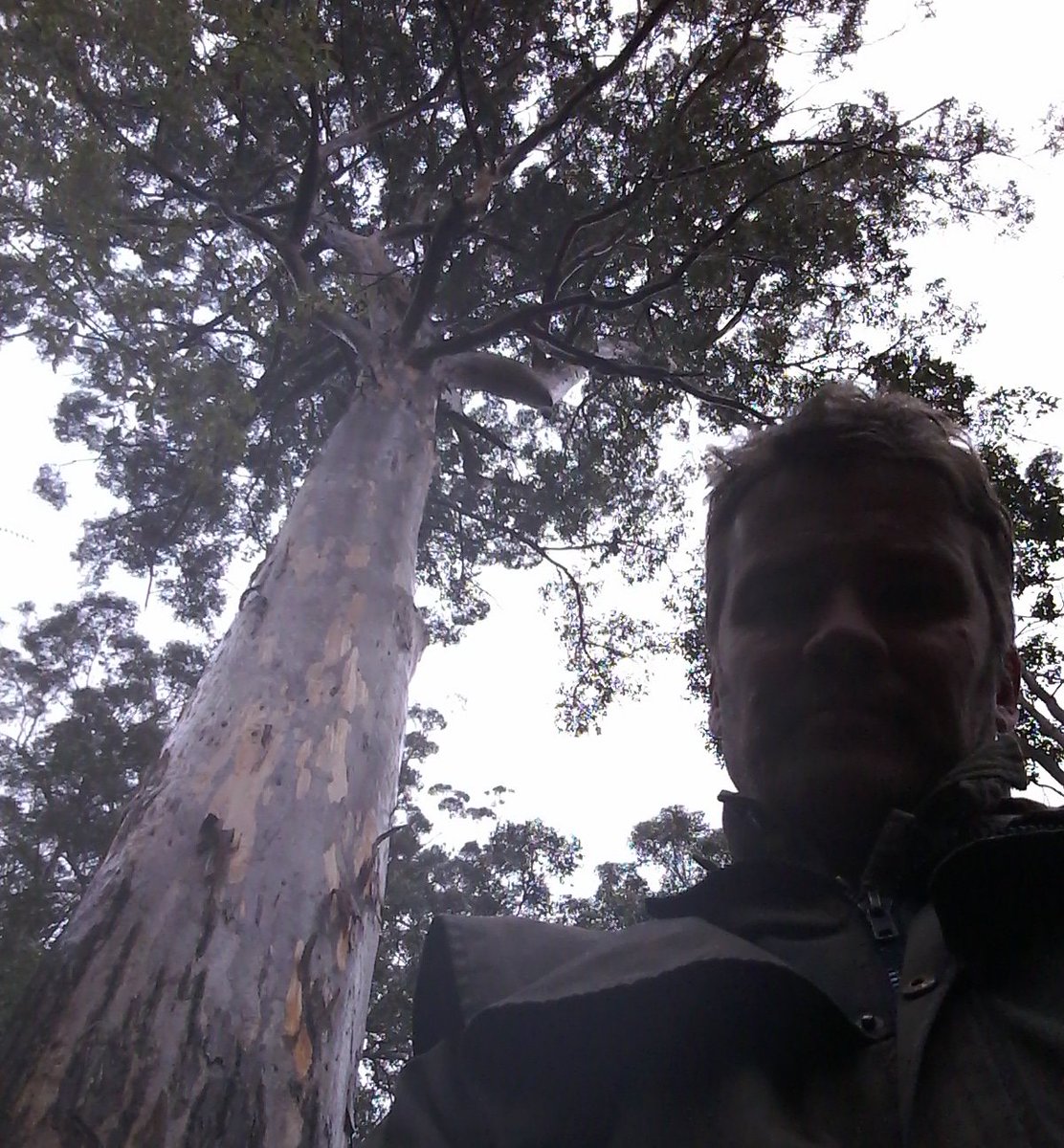 jeffrey_pow's tweet photo. @Scottludlam Meanwhile down in SW WA, we are farewelling these ancients... courtesy of FPC...again. #savelewinforest #waforestalliance https://t.co/XYN7LacEEm