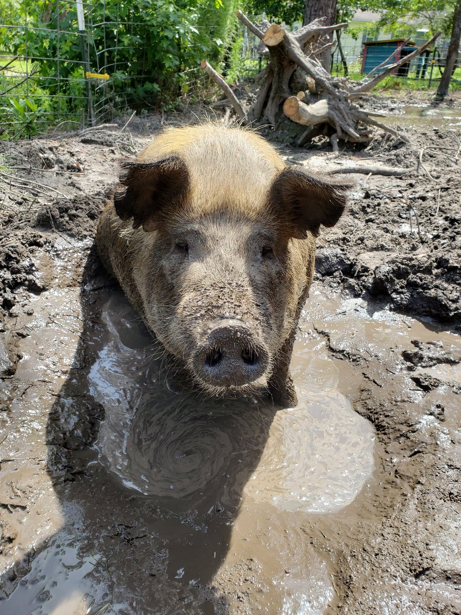 WallowWood_Pigs's tweet photo. My Ruby girl #friendsnotfood #piggies #gentlegiants #rescue https://t.co/wMpXtmPBSx
