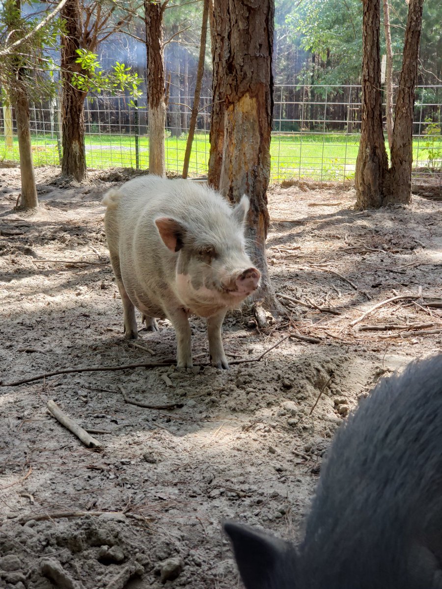 WallowWood_Pigs's tweet photo. Henley is so hamsome #piggies #rescue https://t.co/bv0S43TD5j
