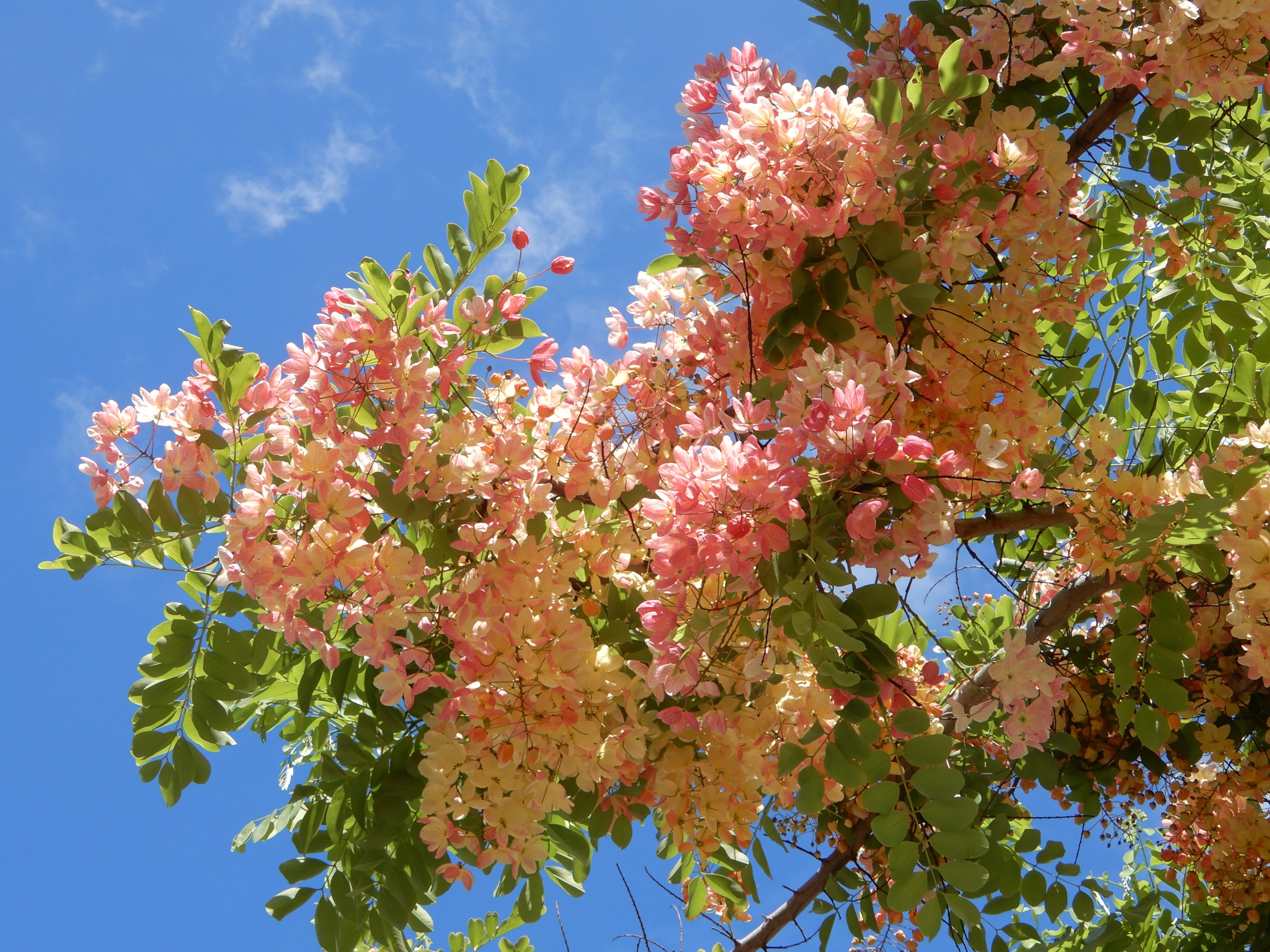 Susie Honolulu Hawaii レインボー シャワー ツリー カラカウア通りの街路樹のひとつ 花が穂のように重なって咲きます ３月 ８月に花が咲くそうですが ６月のホノルルでは満開です ピンク色と黄色の交ざった花が咲く品種は ウィルヘルミナ