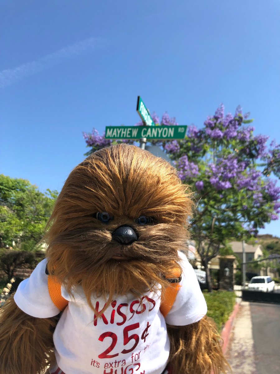 kissawookieeday's tweet photo. Celebrating National Kiss a Wookiee Day by remembering the original @TheWookieeRoars  and thanks to @JoonasSuotamo for carrying on the tradition! #nationalkissawookieeday #june15 #makingitathing #yesitsreal #starwars #wookiee #chewie #chewbacca #agirlandherwookieeadventures https://t.co/SZfSWrbxyQ
