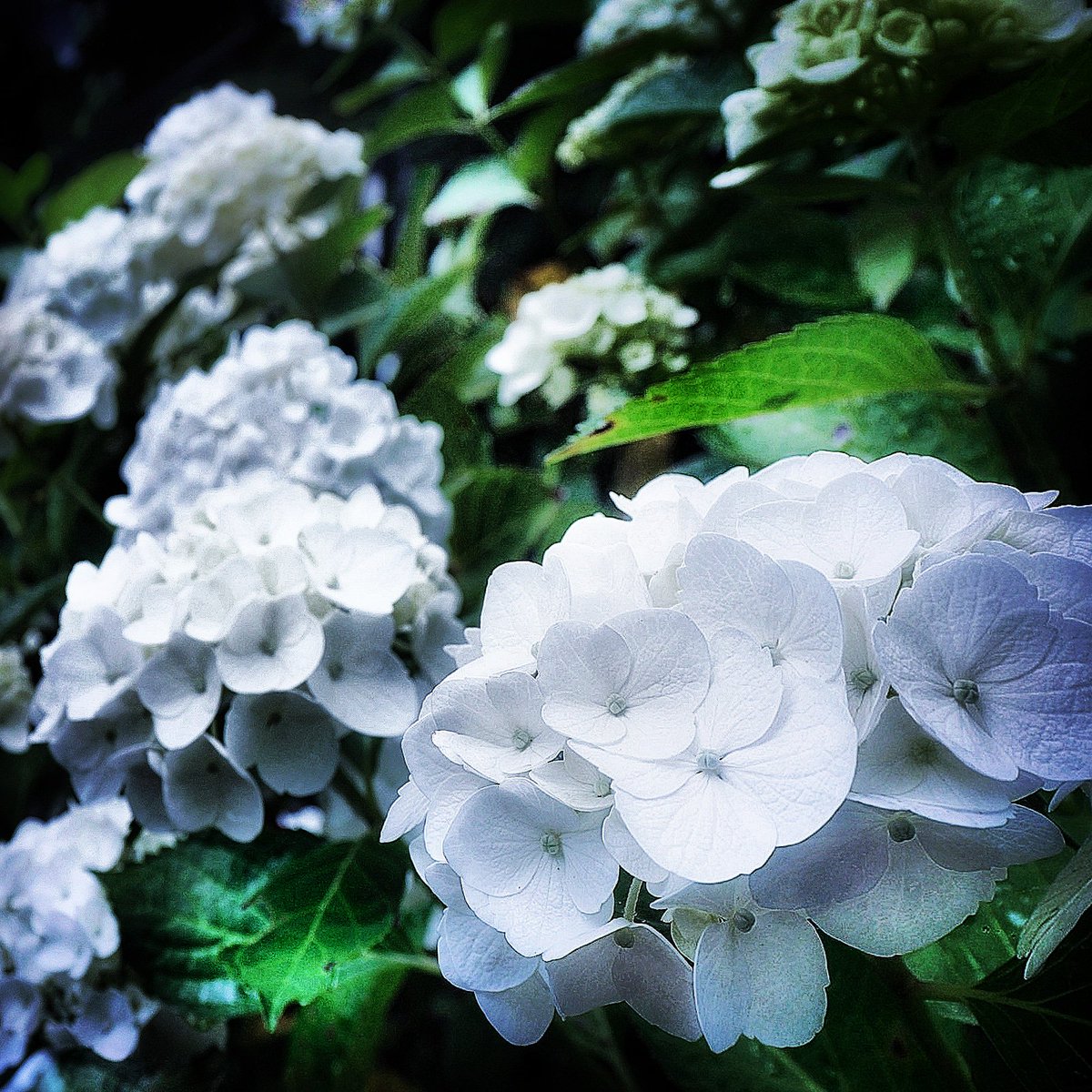 wataribito's tweet photo. 全体が暗くてシャープが効いた写真が好きだな
#Hydrogea https://t.co/msxl1fEeTL