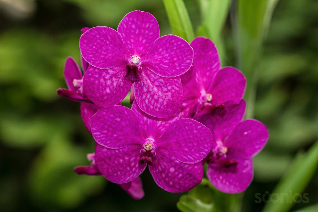 蘭花 Twitter Search Twitter