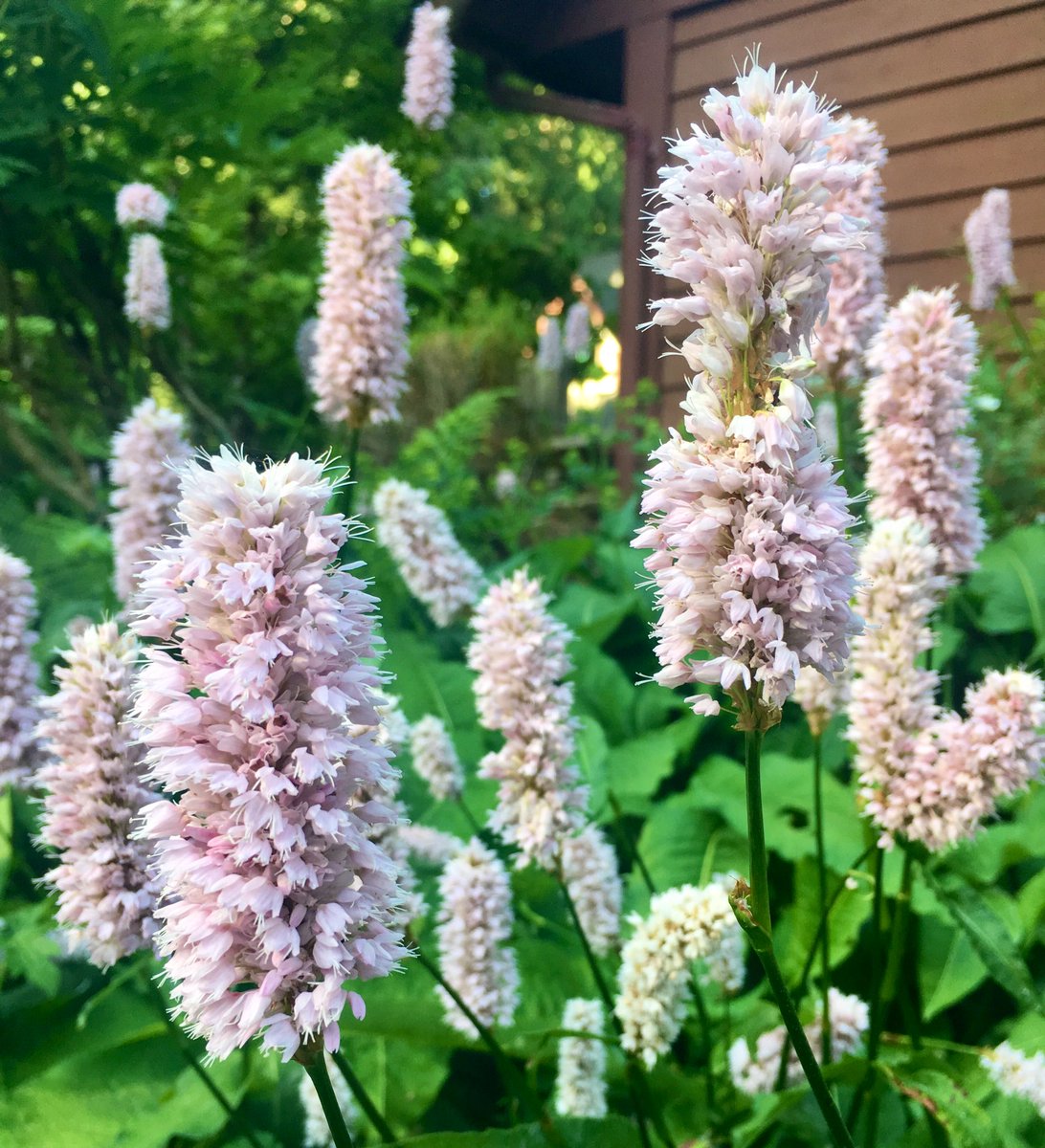 lifebyElizabeth's tweet image. #prettypinkflowers #funwithfocus #funwithlight #gardens #CindysGarden #lovewhereyoulive