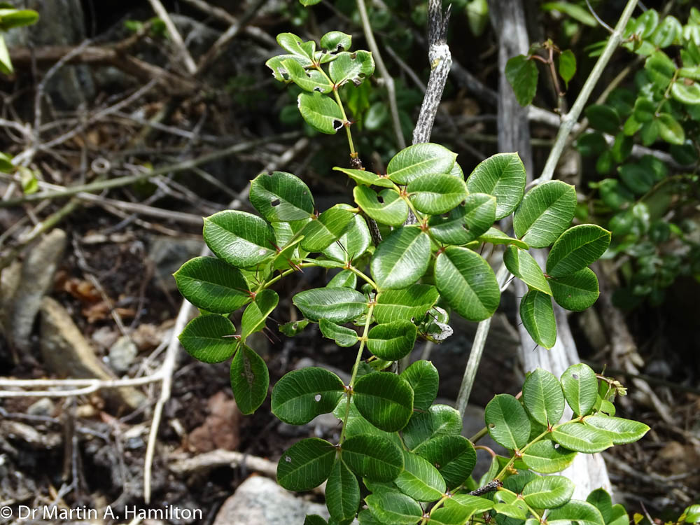 DocMartinKew's tweet photo. Another hard, but rewarding day surveying on Virgin Gorda #KewBVI with @tomopteris for our @Darwin_Defra project #DPLUS084. Highlights were bark of Euphorbia petiolaris (Euphorbiaceae) and new records of EN Zanthoxylum thomasianum (Rutaceae). @KewUKOTs @KewScience @FortWorthZoo https://t.co/rlFrVZVjSF