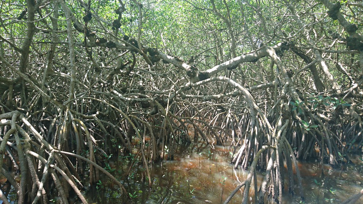 SunithaPangala's tweet photo. Exciting day measuring #CH4 fluxes from mangroves in Mexico https://t.co/ckI5mdyyl5