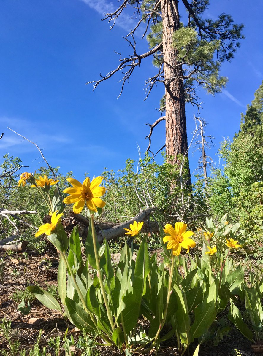 Kathleen Knight, PhD tweet media