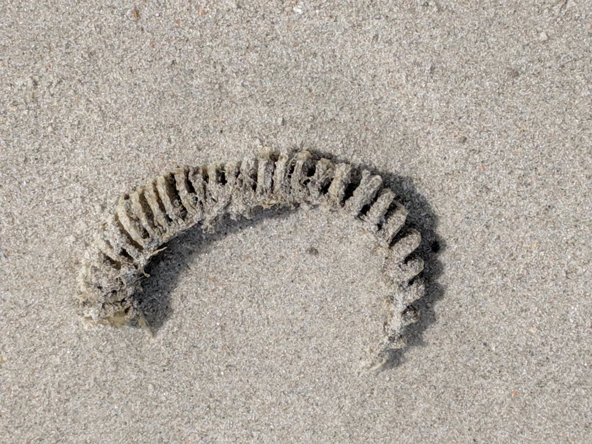 Dharma Chameleon tweet media