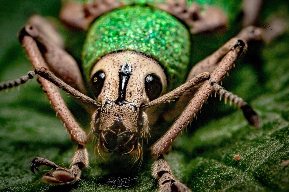 TheCRNews's tweet photo. The deeper and closer you explore #CostaRica the more #alean looking it seems!
#nature #insects #puravida https://t.co/PzuMISihyP