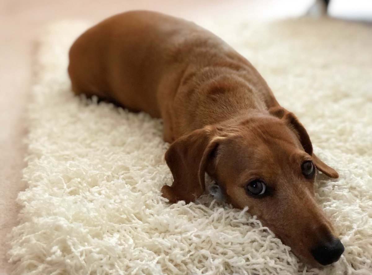 MastersRoth's tweet image. Just Mags giving a bit of a pout waiting for delivery.