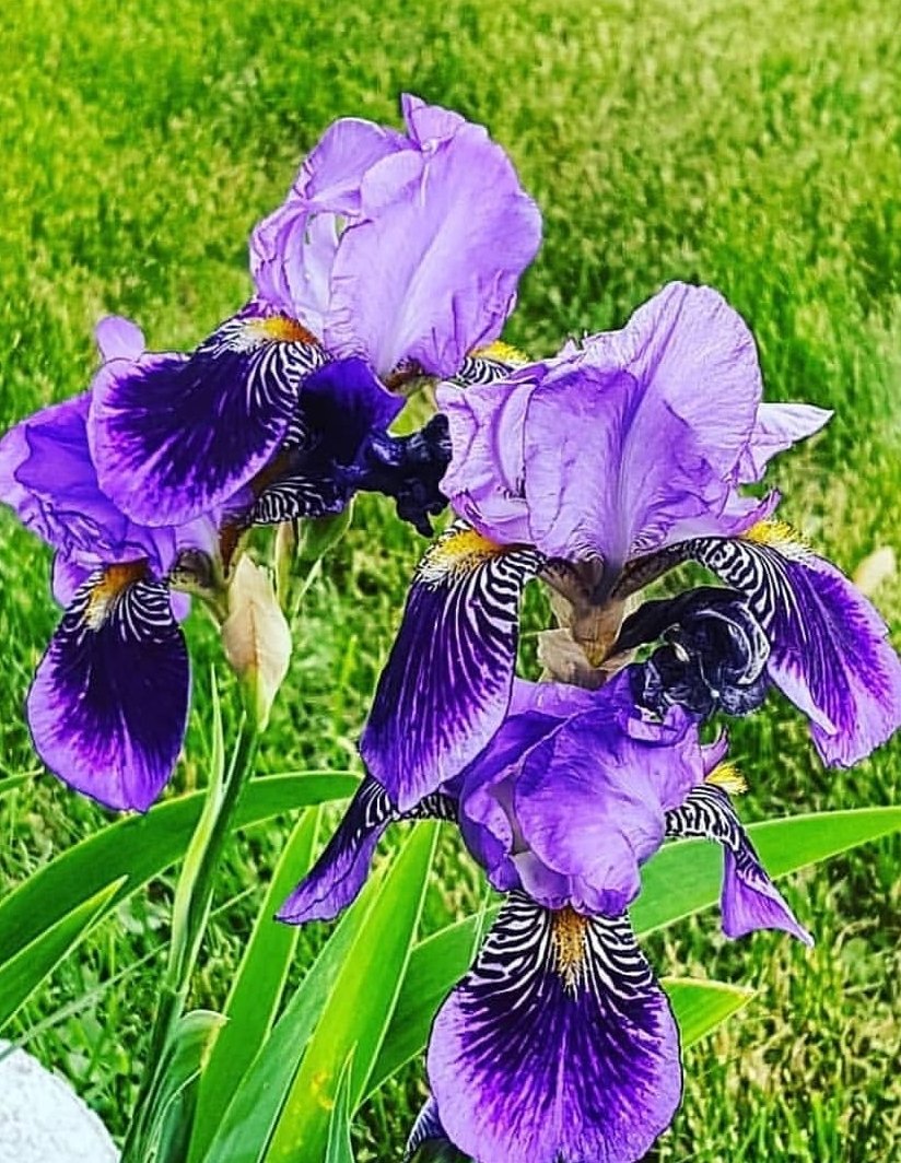 FamousInMyPhone's tweet photo. Here is this for your eyes.
Have a nice evening.
#nature #inspiration #SundayFunday https://t.co/Xg2MFjAOtf