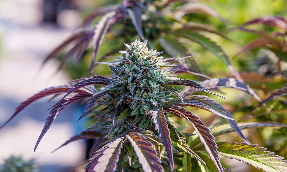 SaveSantaCruz's tweet image. "For most people, #cannabis is a better alternative. Its power to preserve and restore homeostasis throughout the brain and body makes cannabis effective for almost every condition advertised on TV, and its side effects are mild and transitory." -@SteveDeAngelo #CannabisManifesto