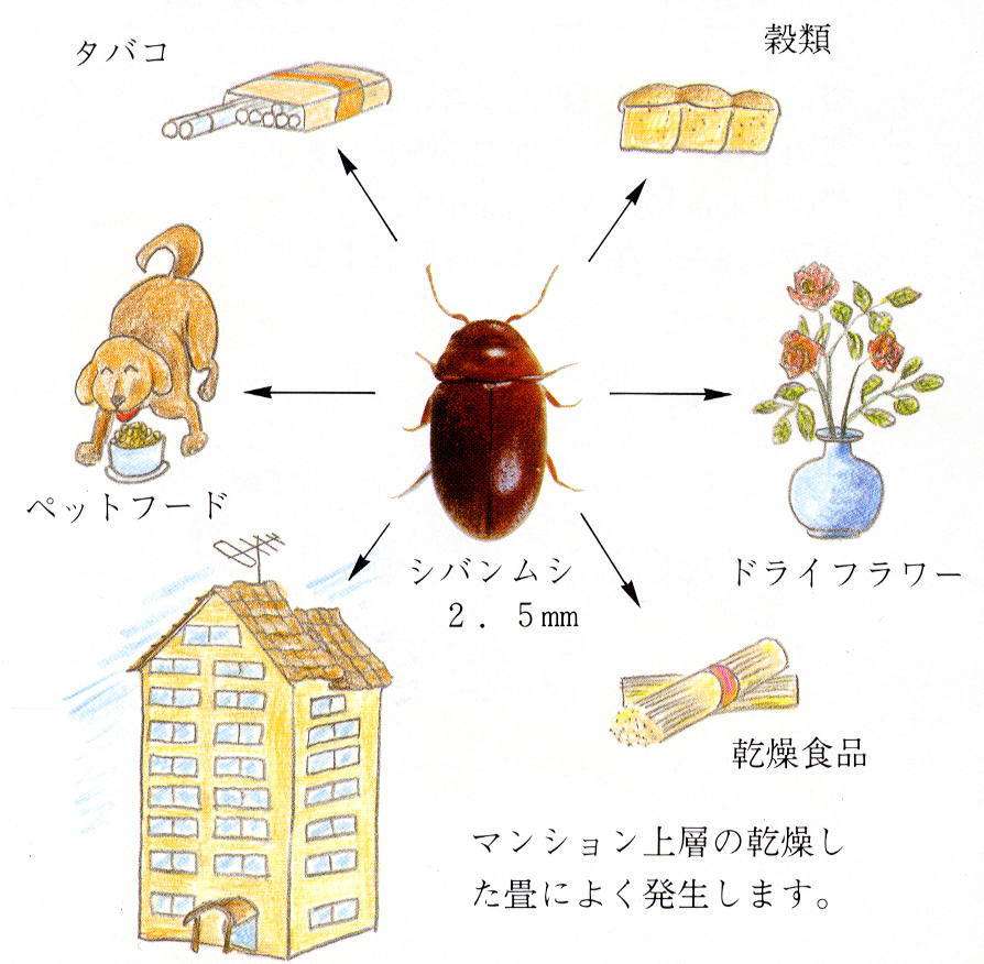 黒ゴマみたいな部屋の虫 シバンムシ とは 生態 特徴 駆除