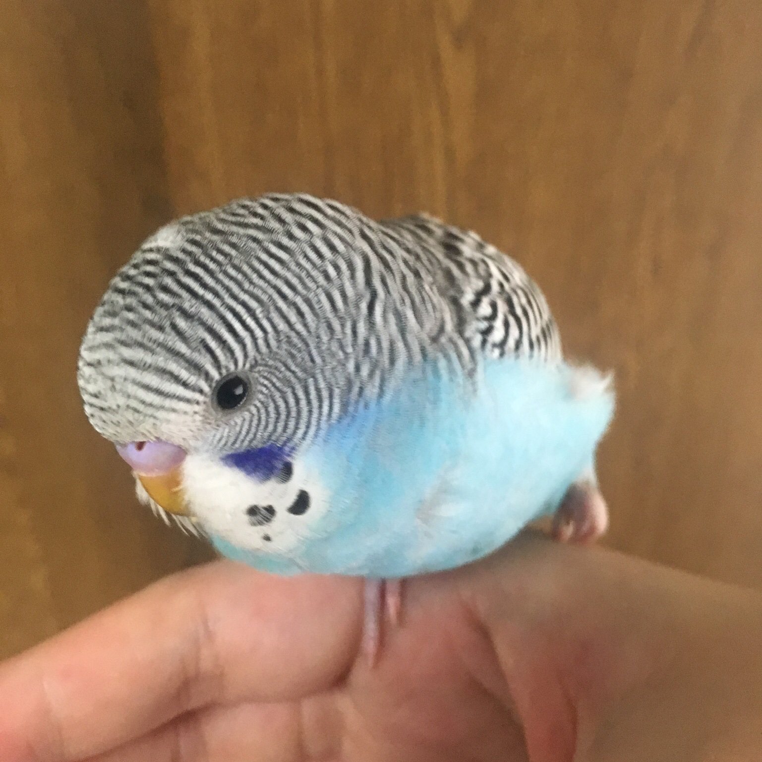 たかさごや インコ専用 里親募集は休止中 Ensatooya Twitter