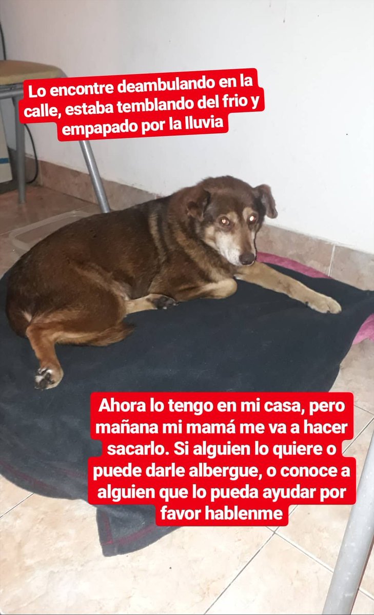 Mi hermana encontró un perro abajo de la lluvia, pero no se puede quedar en casa! Es macho y re mansito. Porfa compartan la foto así llega alguien que pueda quedarselo