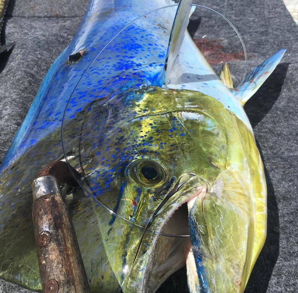 Hooked and on deck!
. 
#coastalfishing #mahi #fishinggear #fishingrod #fishinglure #mahirod #mahifishing #mahilure #fishingteam #proteam #coastalproteam #trolling #jigging #saltwater #saltwaterlife #saltwaterfishing #fishingformahi #mahifishinggear #inshore #offshore