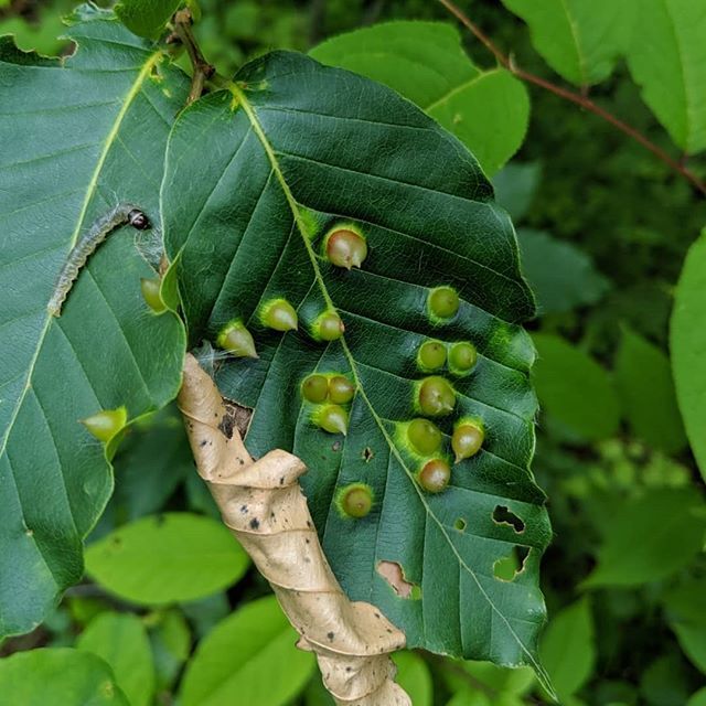 cecidologists's tweet photo. All my favorite people are traveling and sending the most gorgeous photos! @xococococo found these galls in Thailand!
#gallsofinstagram #herbivores #galls #caterpillar #insectagram #insects #insectsofinstagram #travel #plantsofinstagram https://t.co/8shBsQt9VR https://t.co/2aslhEFJkB