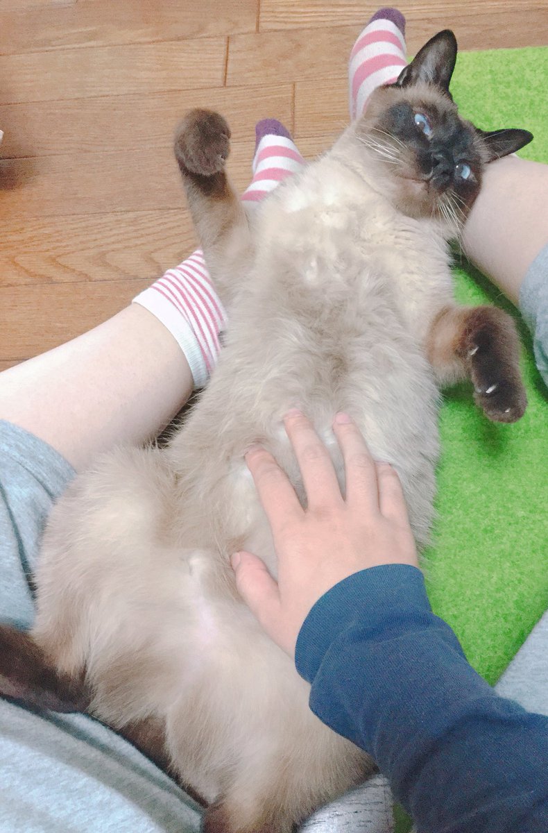 のべ子 シャム猫あずきさん もふれやー