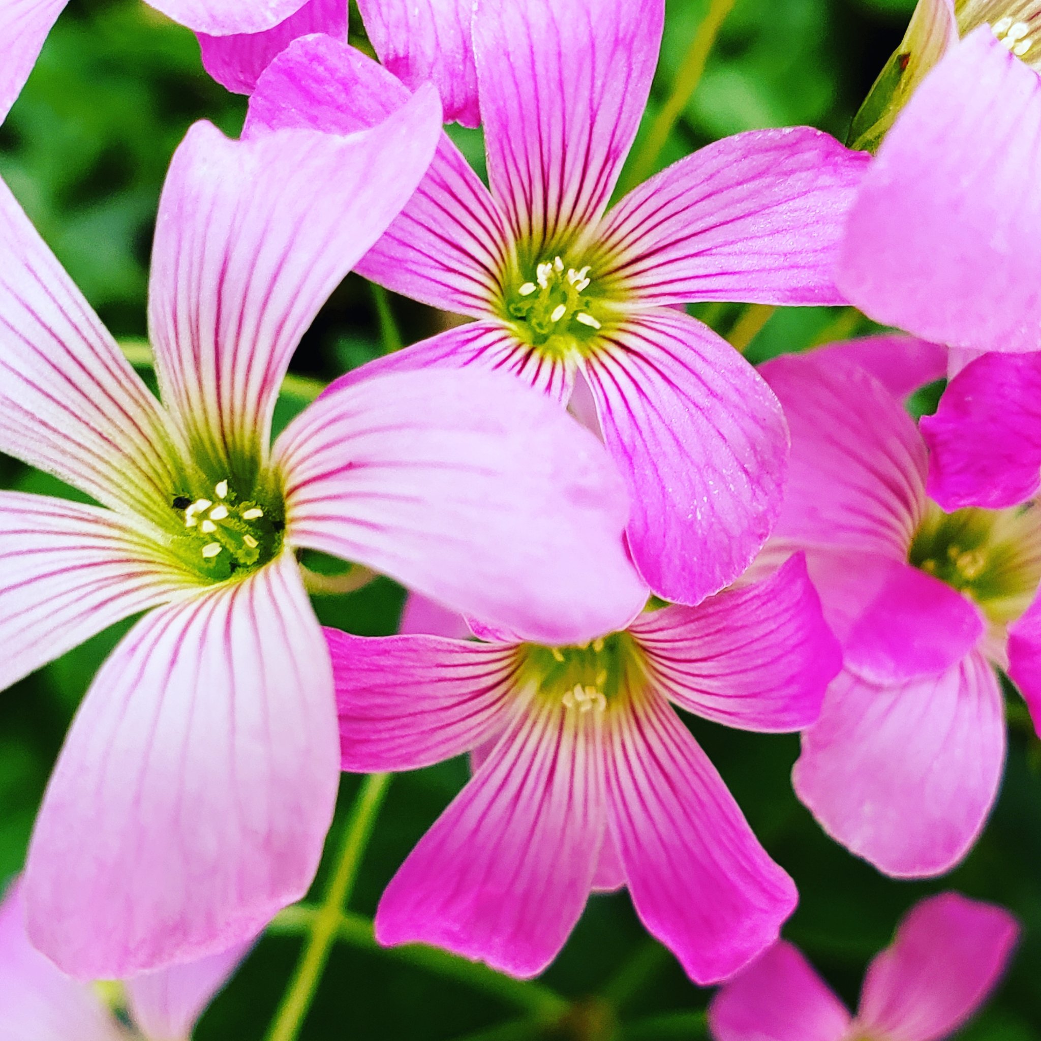 クロダイ 庭に咲いたクローバーの花 庭に咲く花 庭 クローバー 花 ガーデニング 綺麗な花 咲いてます 梅雨の晴れ間 Flowers Gardening T Co Cuyoqzlwmd Twitter