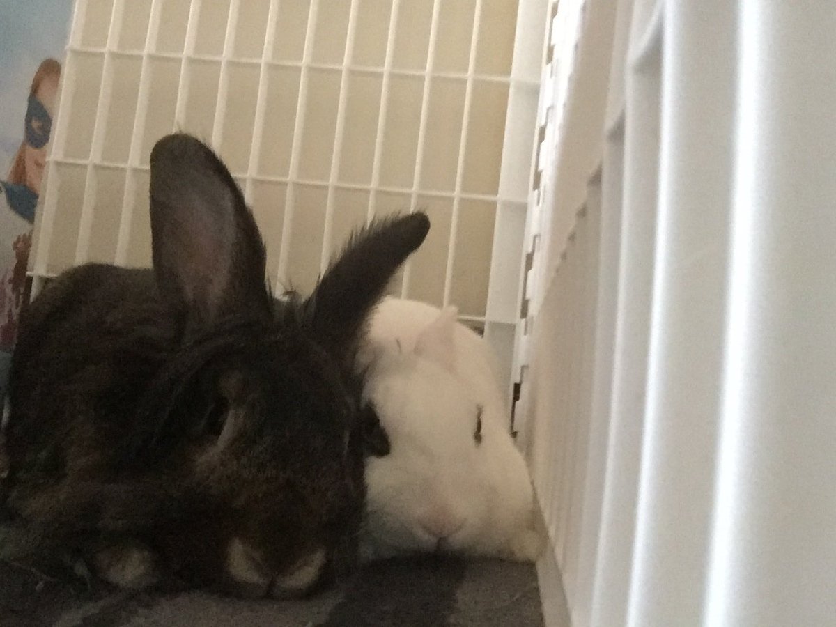 BlacktoeO's tweet photo. She is mine!  #bunny #bunnybonding #Ilovebunny https://t.co/Ygo4gMYyj9
