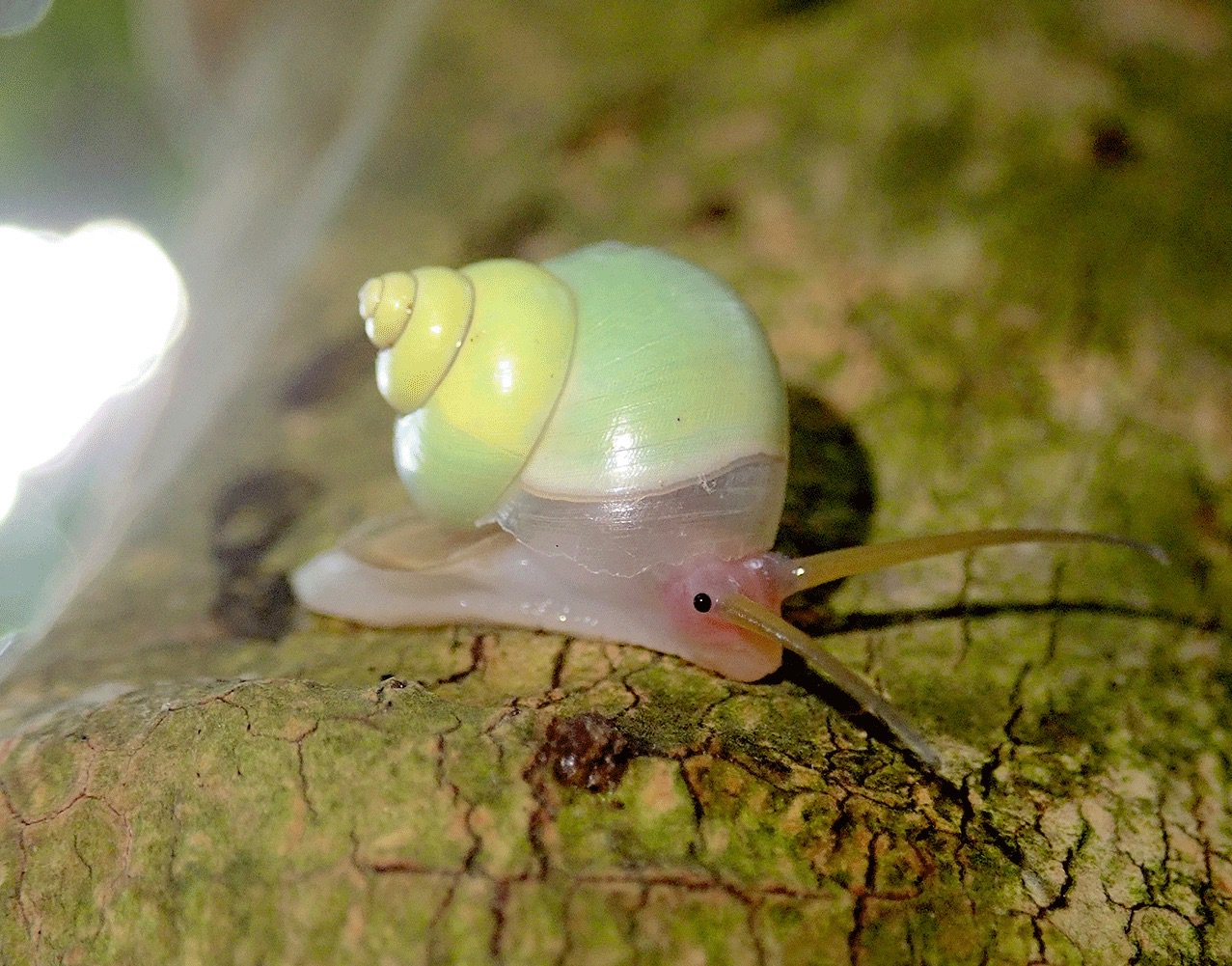 Uzivatel 世界の驚くべき生き物たち スマホケース販売中 Na Twitteru かわいすぎる パステルグリーンの可愛いタニシ アオミオカタニシ 南西諸島 台湾 パプアニューギニアに生息 Uzivatel 世界の驚くべき生き物たち スマホケース販売中 Na Twitteru かわいすぎる パステルグリーンの可愛いタニシ アオミオカタニシ 南西諸島 台湾 パプアニューギニアに生息