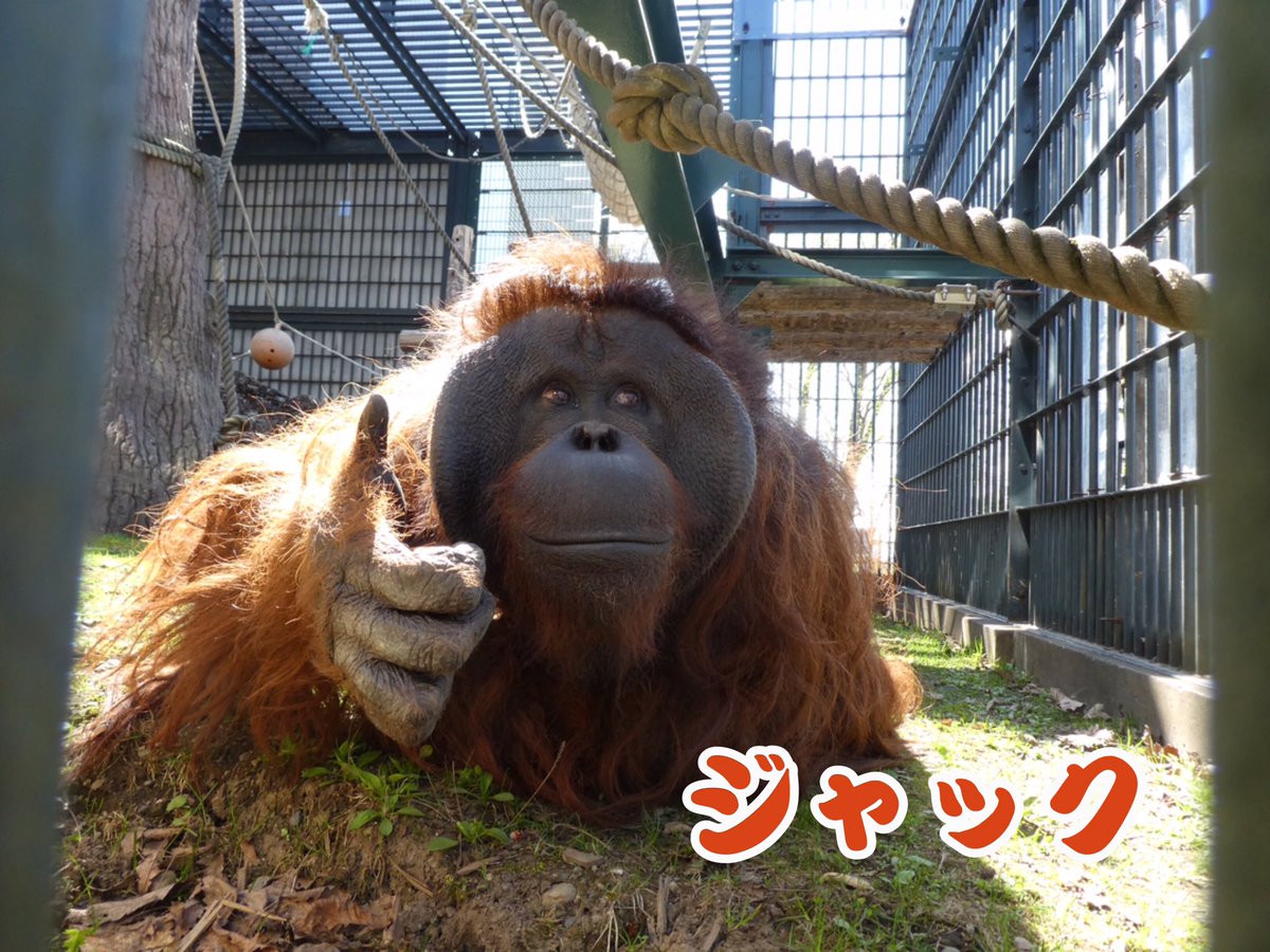 かめれおんです❗️オランウータン 旭山動物園 レトロ 初代 レア 希少