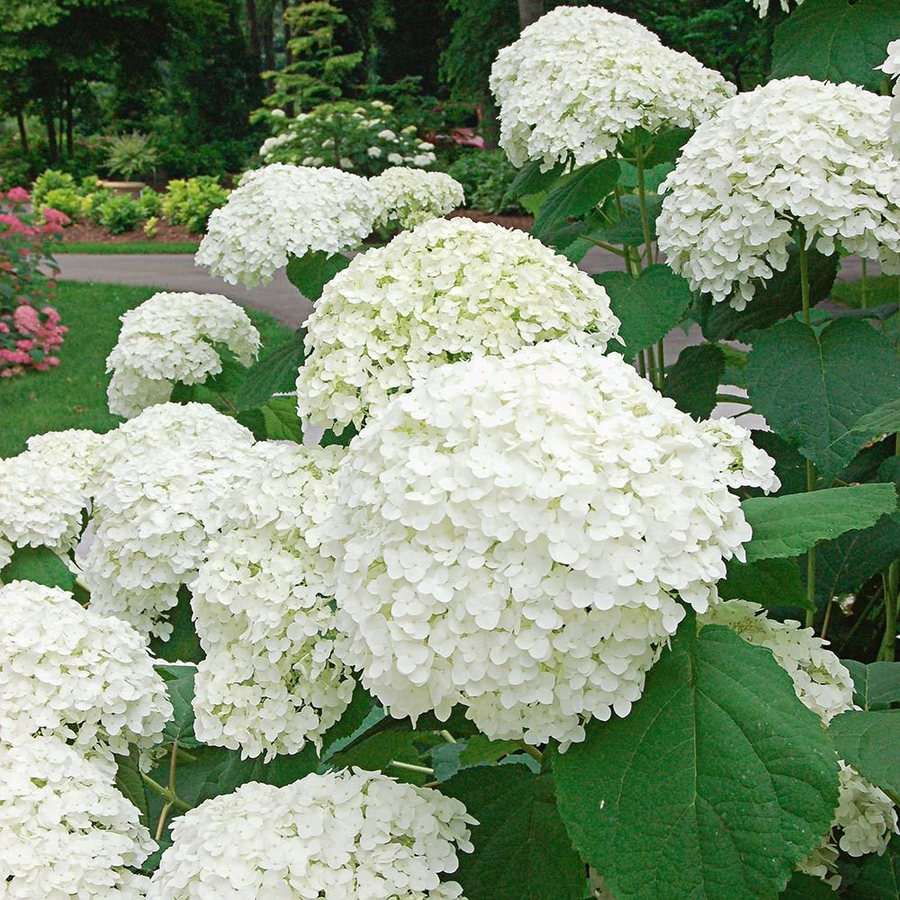  #Otd 1924: Friends sent  #JamesJoyce, who was in hospital, a bouquet of white & blue hydrangeas. He wrote in his notebook: “Today 16 of June 1924 twenty years after. Will anybody remember this date?”  #Bloomsday